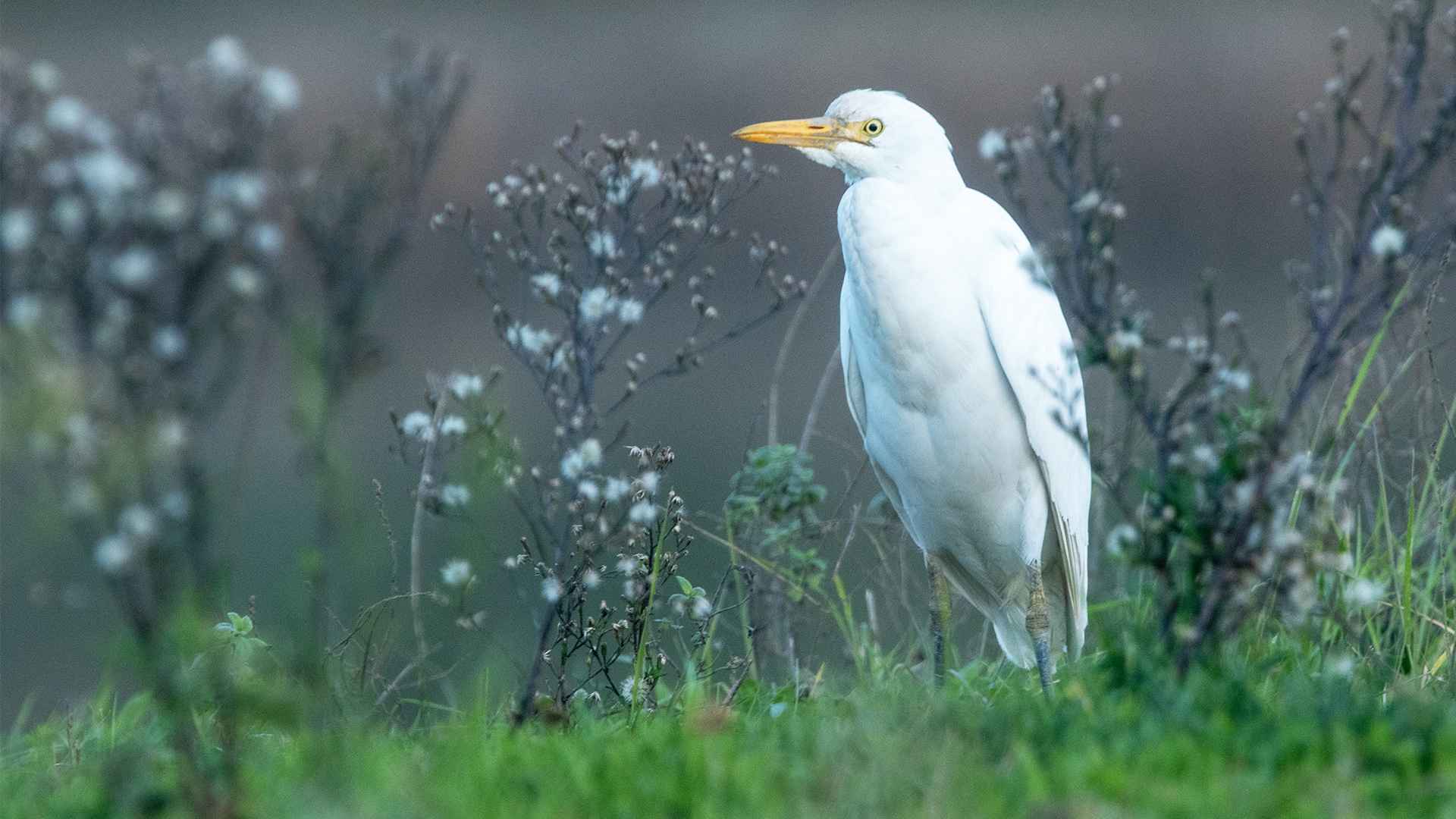 Cattle Egret
